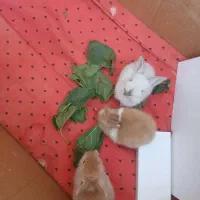 خرگوش و بچه خرگوش