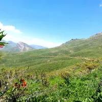 گوشواره طلا گم شده