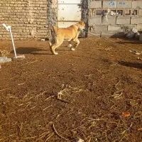 توله سگ نر