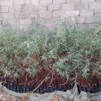 درخت آکالیپتوس و پلاستیک برای کشاورزی و غیره