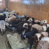 بره های سالم وسبک وارزاتر ازهمه جا