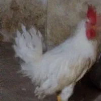 خروس سالم و سرحال بزرگ ۶ ماهه بفروش میرسد