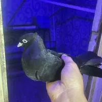 معاوضه