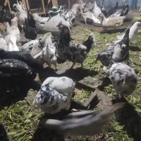 تخم مرغ نطفه دار گلین