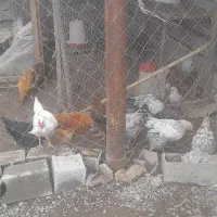 ۷ عدد  نیمچه سه ماهه