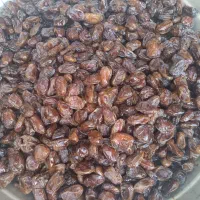 خرما کبکاب درجه1