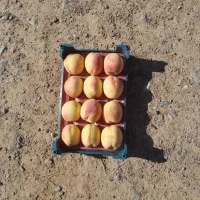 هلوی دماوندی هسته جدا  هم کشته ای هم سالم درج یک