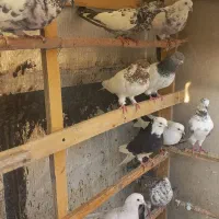 کبوتر کفتر