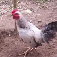 خروس دورگه کوشامو
