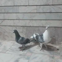 کفتر|پرنده|گناباد, |دیوار