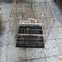 قفس 1033 بزرگ