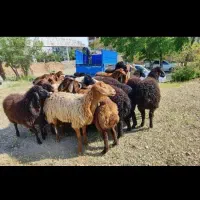 گوسفند زنده میرزاپور