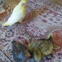 عروس هلندی گم شده