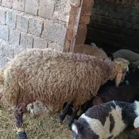 بره نر ۶۰کیلو