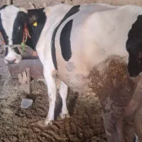 گاو گوساله