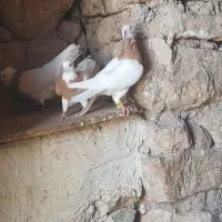 کفتر|پرنده|بجنورد, |دیوار