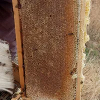 عسل 100% طبیعی