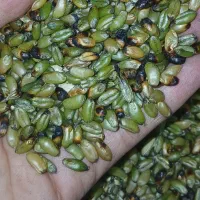 فروش زمین ۵۰۰متر بیشه لیکک روستای بیشه خشکو