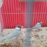 2 جفت فنچ نرگسی سیلور