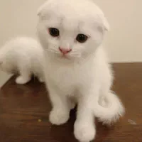 گربه اسکاتیش سفید