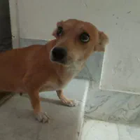 سگ ماده