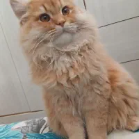 پرشین اصیل  گاردفیلد