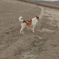 سگ گله|سگ|بزینه رود, |دیوار