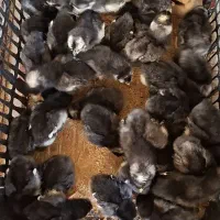 جوجه مرغ گلین و بلک استار