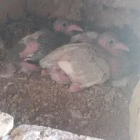 کبوتر زاجر