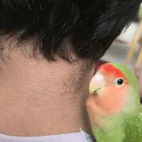 کوتوله برزیلی صورت هلویی