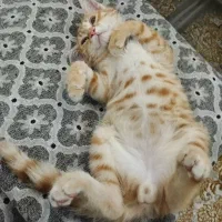 واگذاری بچه گربه