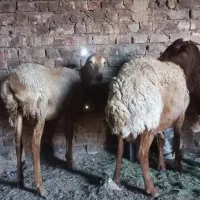 کاوور چینی