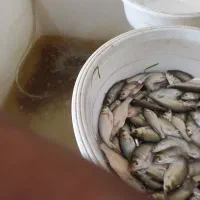 فروش انواع بچه ماهی