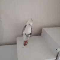 کبوتر گرفته شده