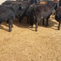 میش بره دار