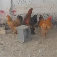 مرغ خروس برهما خروس گلین مرغ بومی درجه
