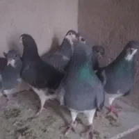 مفلق دمگیر،زره ای،خرقه،بدرنگ