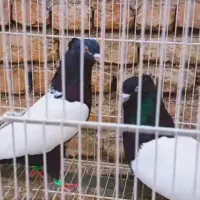 کبوتر سینه سیاه