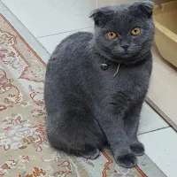 اسکاتیش بلو فلد ماده بالغ