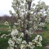سلام-باغ-فروشی-بوژمهران