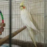 عروس