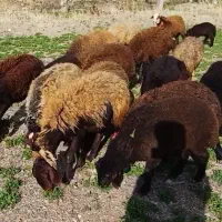میش و بره ماده داشتی