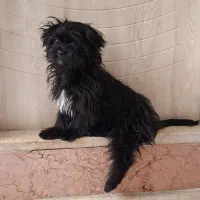 سگ شیتزو مالتیز