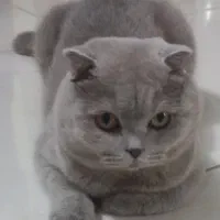 فروش گربه نر اسکاتیش رنگ بلو