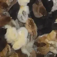 جوجه4روزه