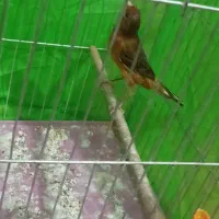 قناری ماده سرخ سوخته