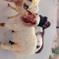 بره درجه یک عربی