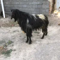 بز نر