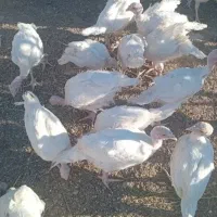 بوقلمون بیوتی