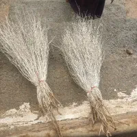 جارو  فراشی و کوهی